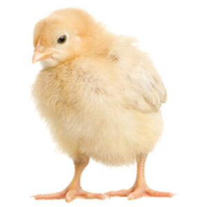 SAWDUST FOR POULTRY