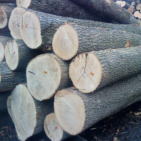 Buy Ash Round Logs Online | Wholesale Ash Logs Supplier Worldwide - Pellet de Villahermosa SL