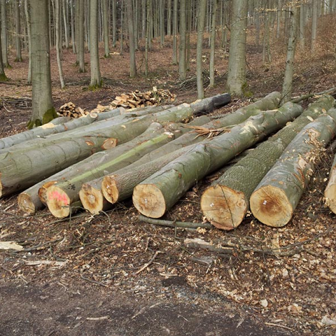 Buy European Beech Logs Online | Wholesale Beech Logs Supplier - Pellet de Villahermosa SL