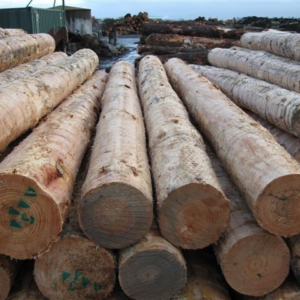 Buy Radiata Pine Logs Online | Wholesale Radiata Pine Supplier- Pellet de Villahermosa SL