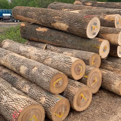 European White Ash Logs Online | Wholesale Ash Logs Supplier - Pellet de Villahermosa SL