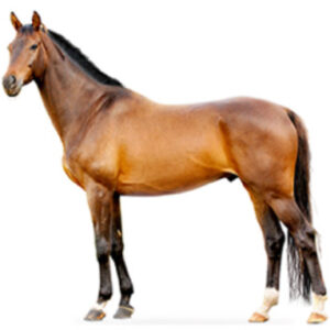 HORSE WOOD CHIPS