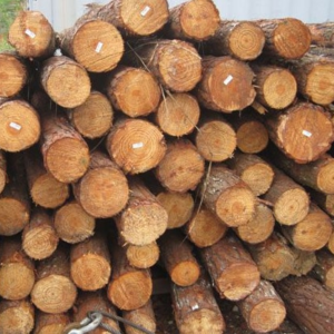Yellow Southern Pine Logs - Pellet de Villahermosa SL
